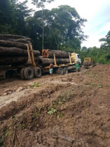 Ipe from the Jungle - ipe-Jungle-5-225x300