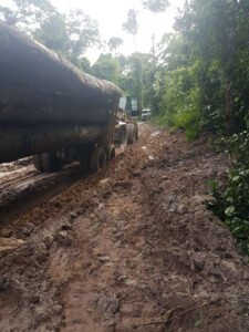 Ipe from the Jungle - ipe-jungle-8-225x300